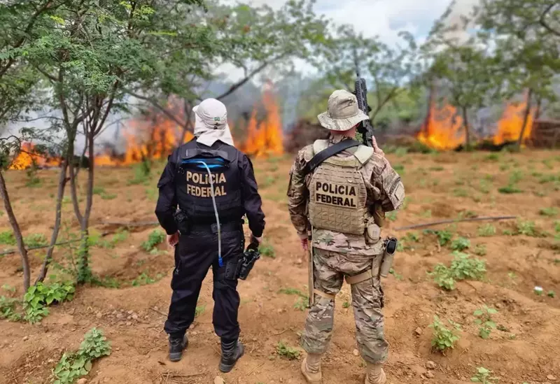 Polícia Federal destrói 214 mil pés de maconha no Sertão de Pernambuco