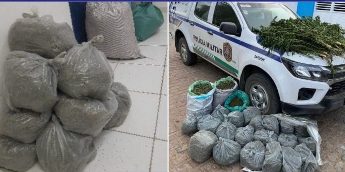 Polícia Militar erradica plantação de 25 mil pés de maconha em Betânia