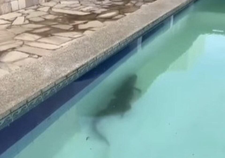 Jacaré é flagrado nadando na piscina de uma residência no Sertão